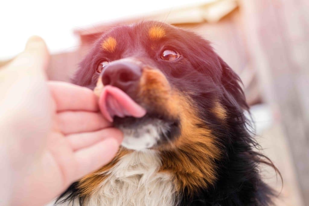 ¿Por qué los perros lamen a sus dueños?